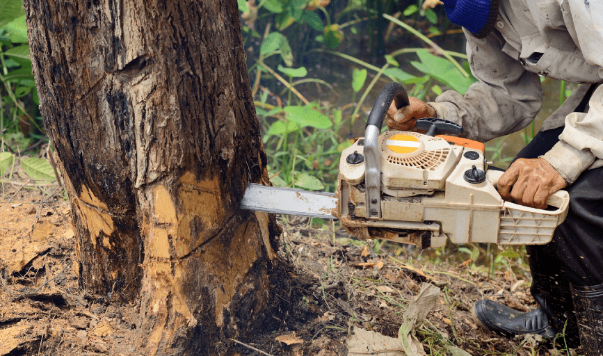 Tree Removal